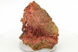 Bright Orange Crocoite Crystal Cluster - Tasmania #218733-1